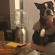 Boston Terrier staring at food bowl